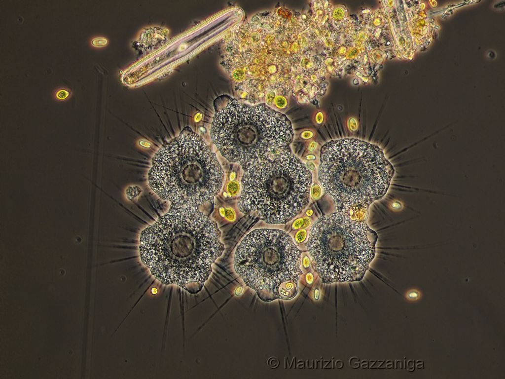 Gruppo di fagocitazione